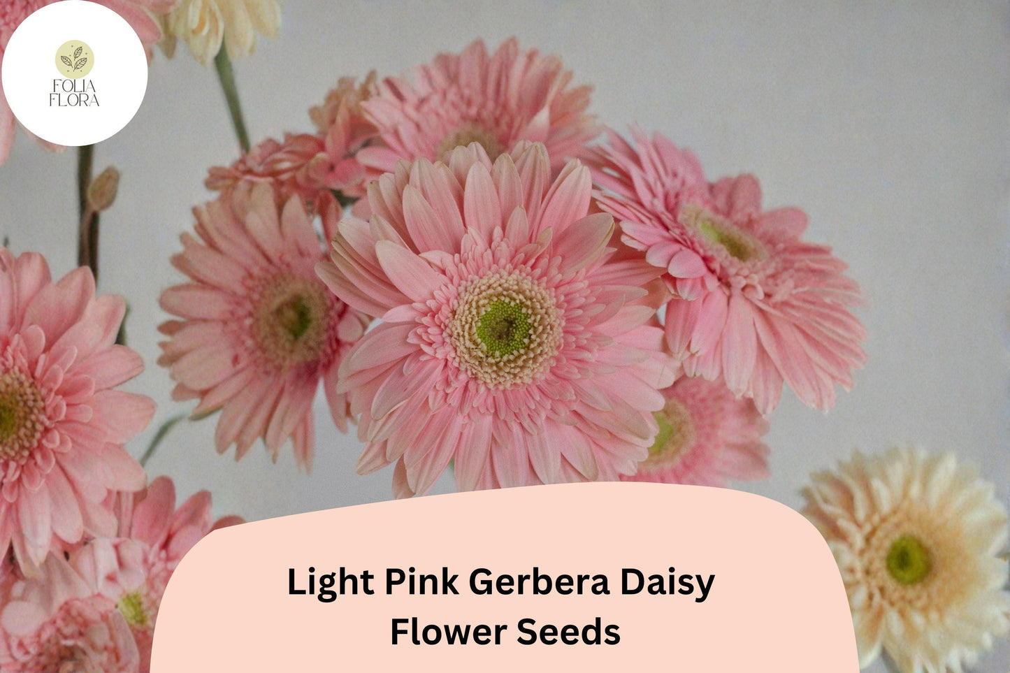 200+ Light Pink Gerbera Daisy Seeds | Soft Pastel Blooms | Garden Flower Seeds | Perfect for Pots & Borders
