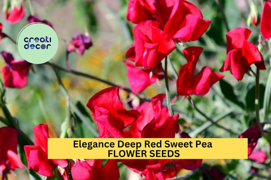 50+ Elegance Deep Red Sweet Pea Seeds – Rich Crimson Fragrant Blooms for Garden Planting, Climbing Vines for Trellises – USA