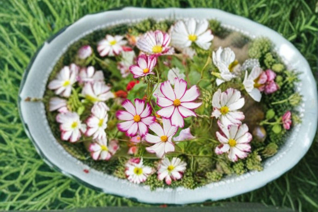 Cosmos – Picotee 100 Seeds | White Blooms with Pink Edges | Elegant Cottage Flower | Easy to Grow