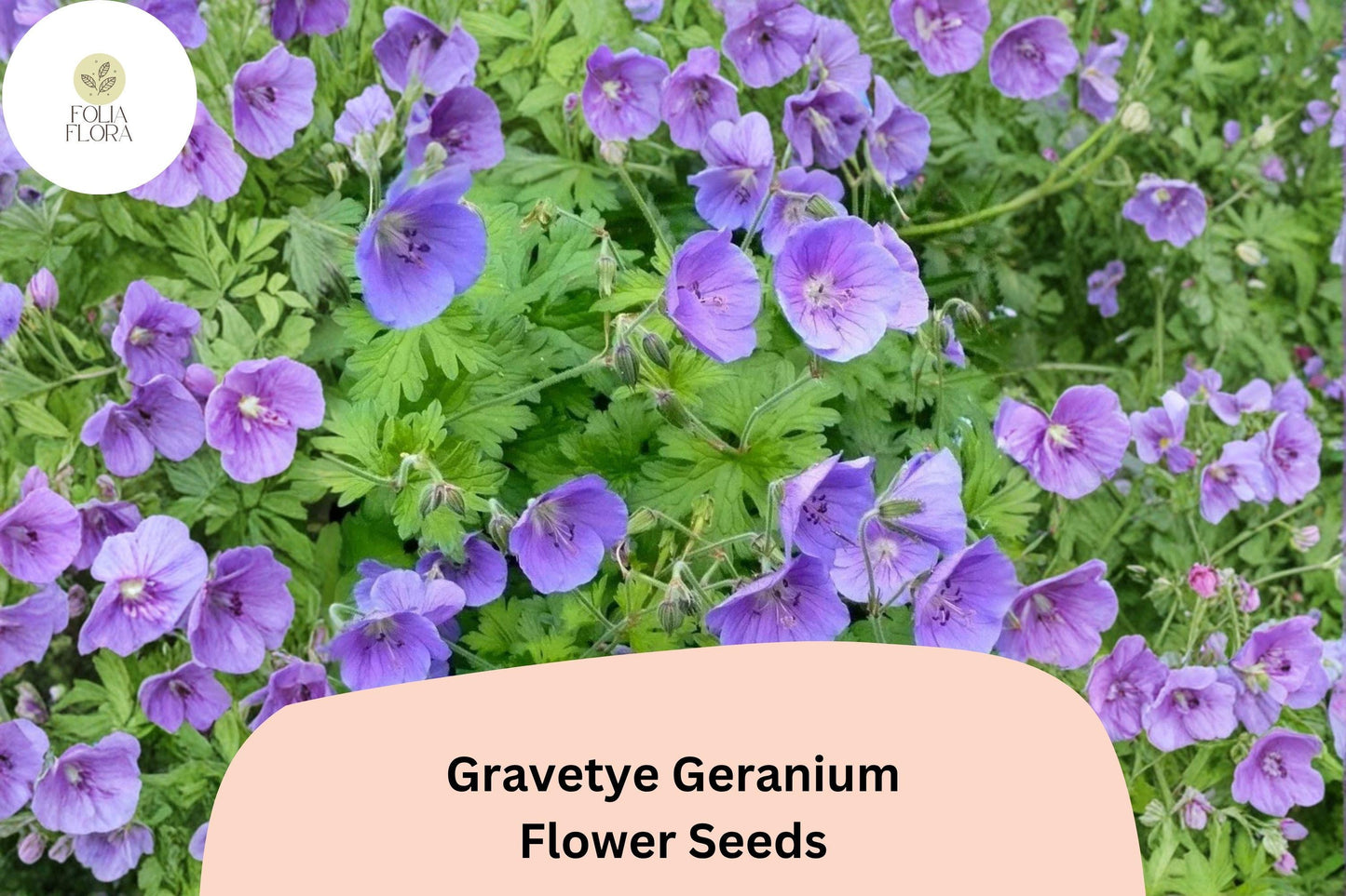 25+ Gravetye Geranium Seeds | Purple Zonal Pelargonium | Garden Flower Seeds