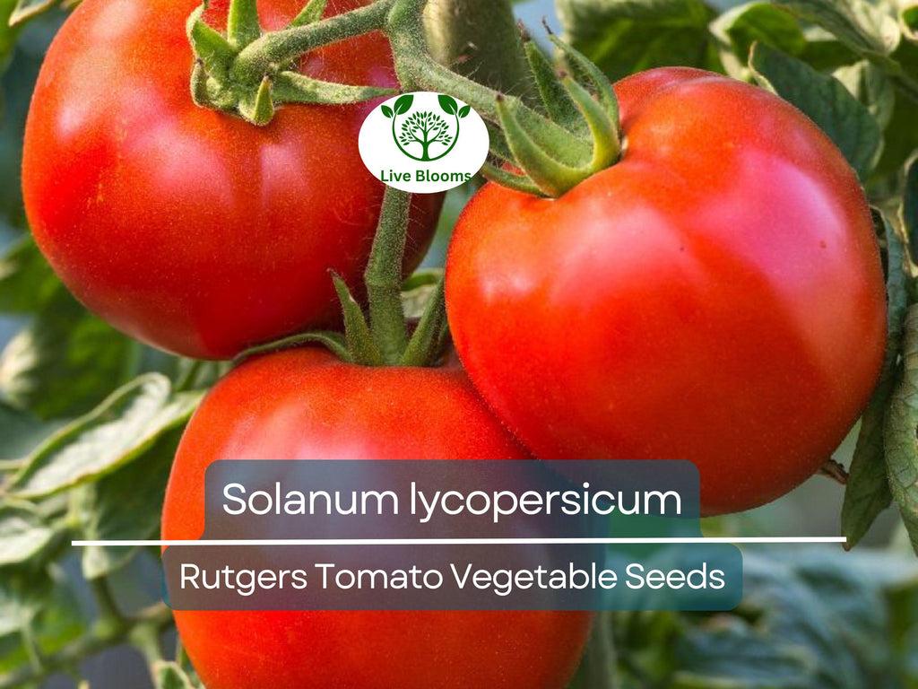 100 mg Seeds Tomato Rutgers – Solanum lycopersicum | Heirloom Tomato for Planting, Home Gardening & Juicy, Flavorful Harvests