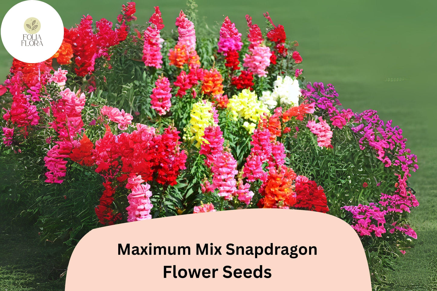 Antirrhinum majus Maximum Mix Snapdragon Seeds – 1000+ Vibrant Blooms for Garden & Cut Flowers