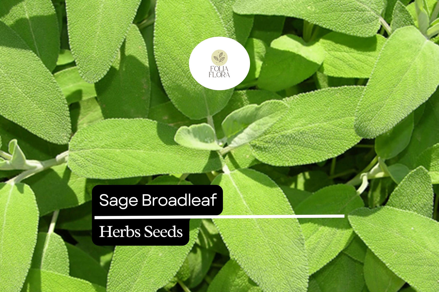 50 Seeds Sage Broadleaf, Salvia Officinalis, Aromatic Culinary Herb for Garden and Kitchen