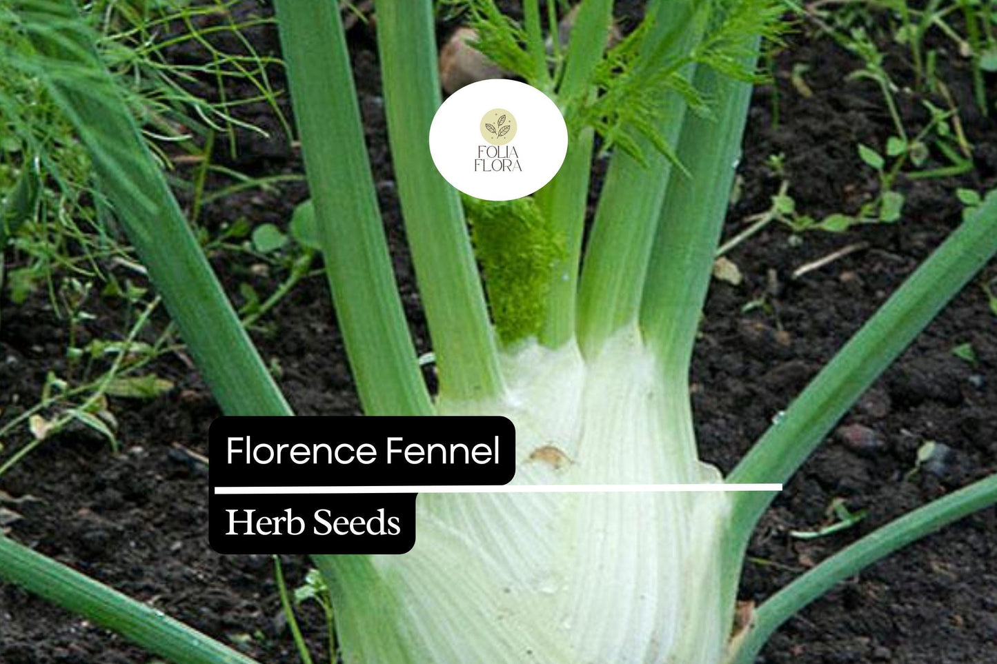 300 Seeds Florence Fennel (Foeniculum vulgare var. azoricum) - Sweet Bulb & Aromatic Herb for Culinary Use