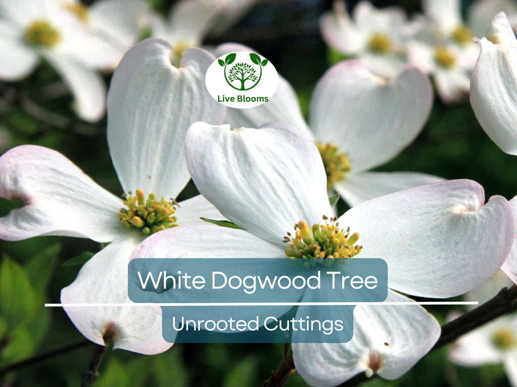 6 Unrooted Cuttings WHITE Dogwood Tree Heirloom (Cornus florida) - 6 Inches, Ornamental Tree, Hardy, Perfect for Gardens & Landscaping