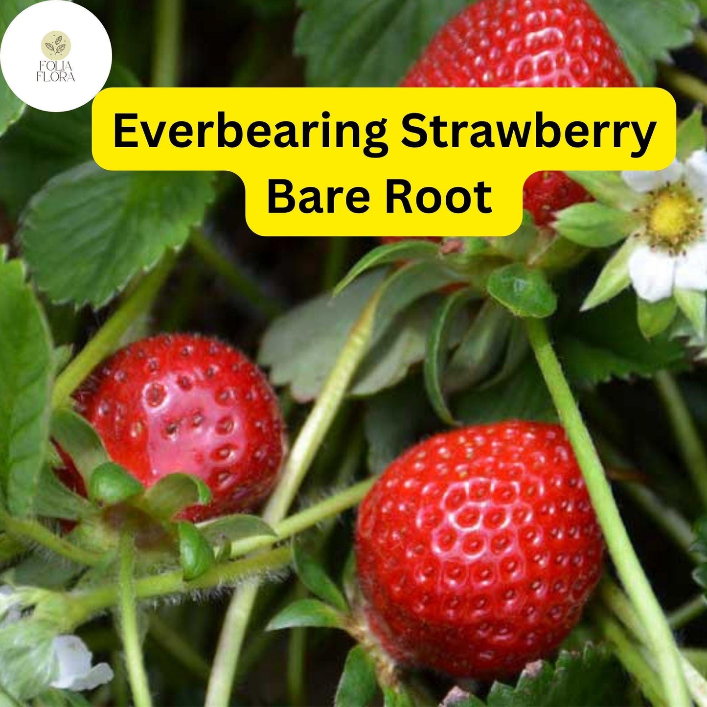 Everbearing Albion Strawberry Plants | 10 Bare Root Pack | Zones 4-9