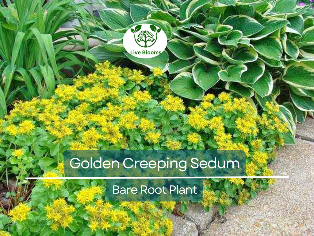 15 Ground Cover Golden Creeping Sedum, Yellow Perennial, Sedum acre, Drought Tolerant, Low Maintenance, Bare Root Plants for Garden