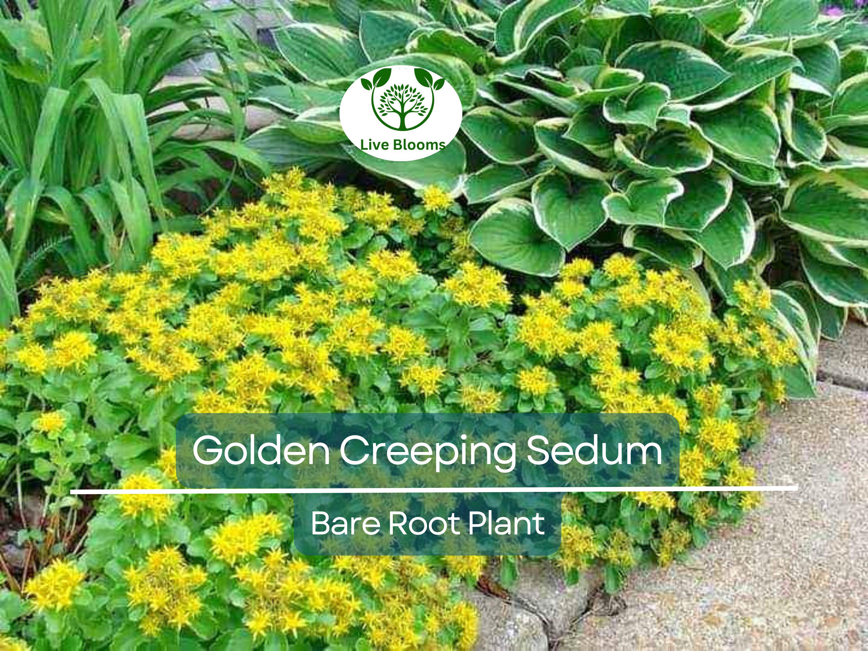 15 Ground Cover Golden Creeping Sedum, Yellow Perennial, Sedum acre, Drought Tolerant, Low Maintenance, Bare Root Plants for Garden