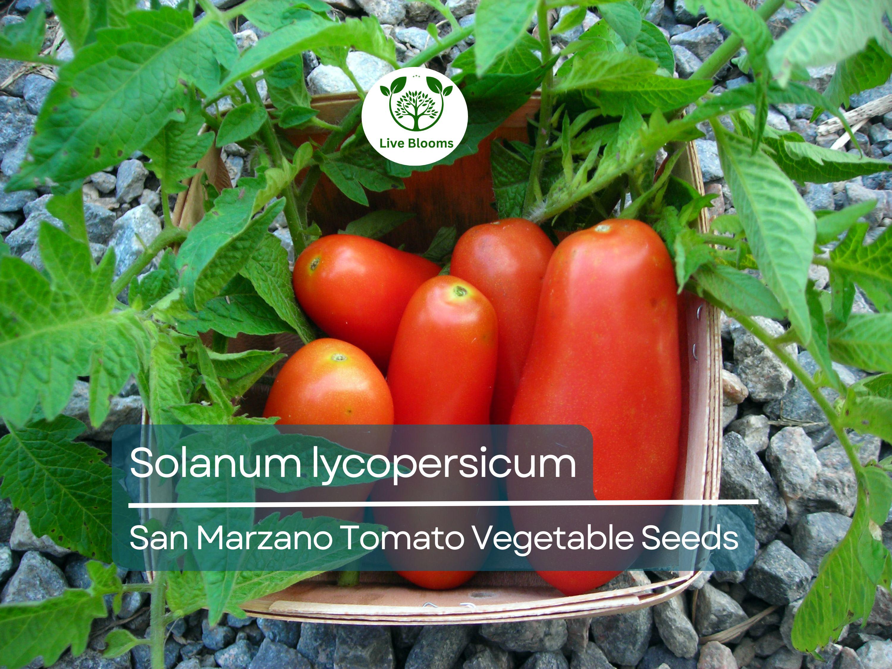 100 mg San Marzano Tomato Seeds - Solanum lycopersicum | Heirloom Italian Paste Tomato for Planting, Gardening & Sauces