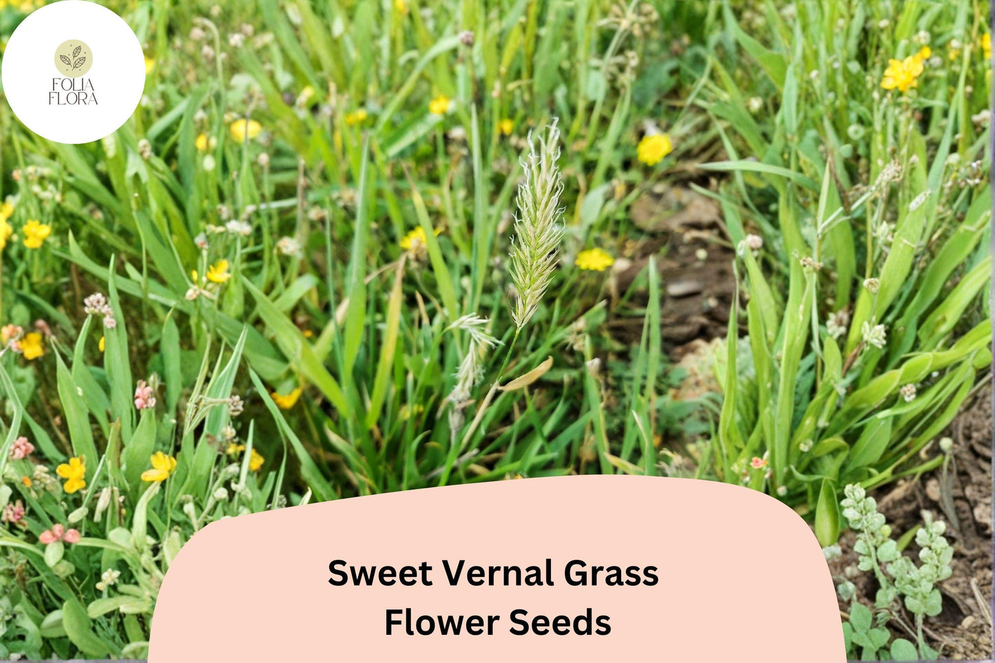 300 Sweet Vernal Grass Seeds (Anthoxanthum odoratum) – Fragrant Ornamental Grass for Garden or Meadow