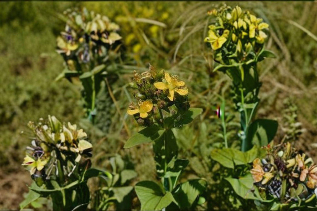 Hypericum punctatum – Dotted St. John’s Wort 500 Seeds | Native Perennial Wildflower | Bright Yellow Blooms | Pollinator & Medicinal Plant