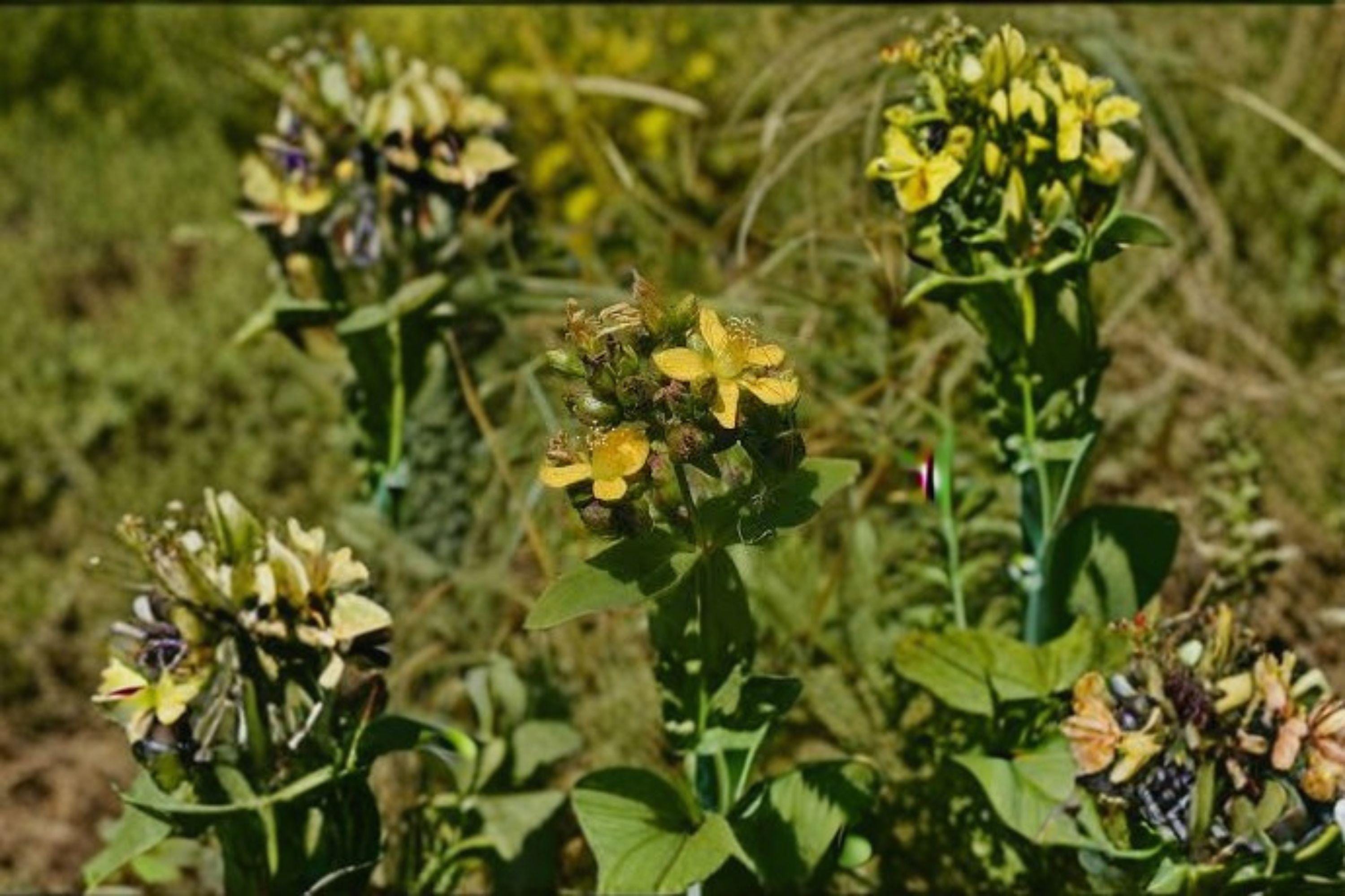 Hypericum punctatum – Dotted St. John’s Wort 500 Seeds | Native Perennial Wildflower | Bright Yellow Blooms | Pollinator & Medicinal Plant