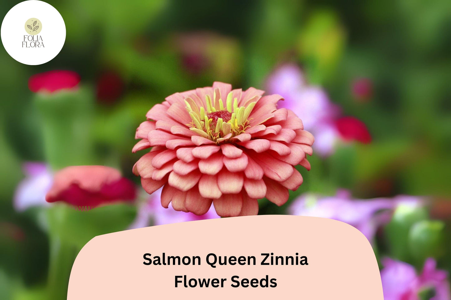 100+ Salmon Queen Zinnia Seeds | Soft Pink-Orange Blooms | Easy Annual Garden Planting | Pollinator Friendly Cut Flowers