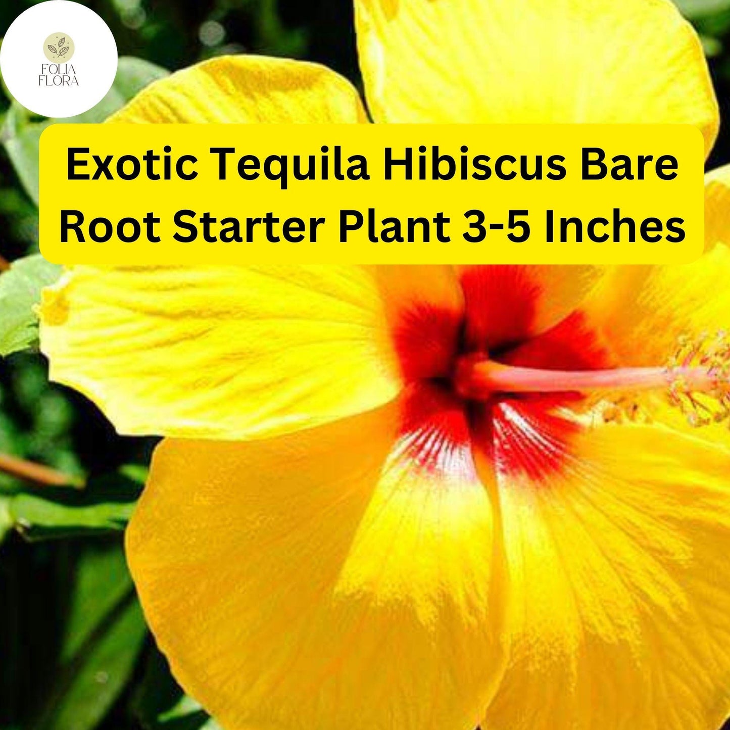 1 Hibiscus rosa-sinensis 'Tequila' - Exotic Tequila Hibiscus Live Bare Root Starter Plant 3-5 Inches