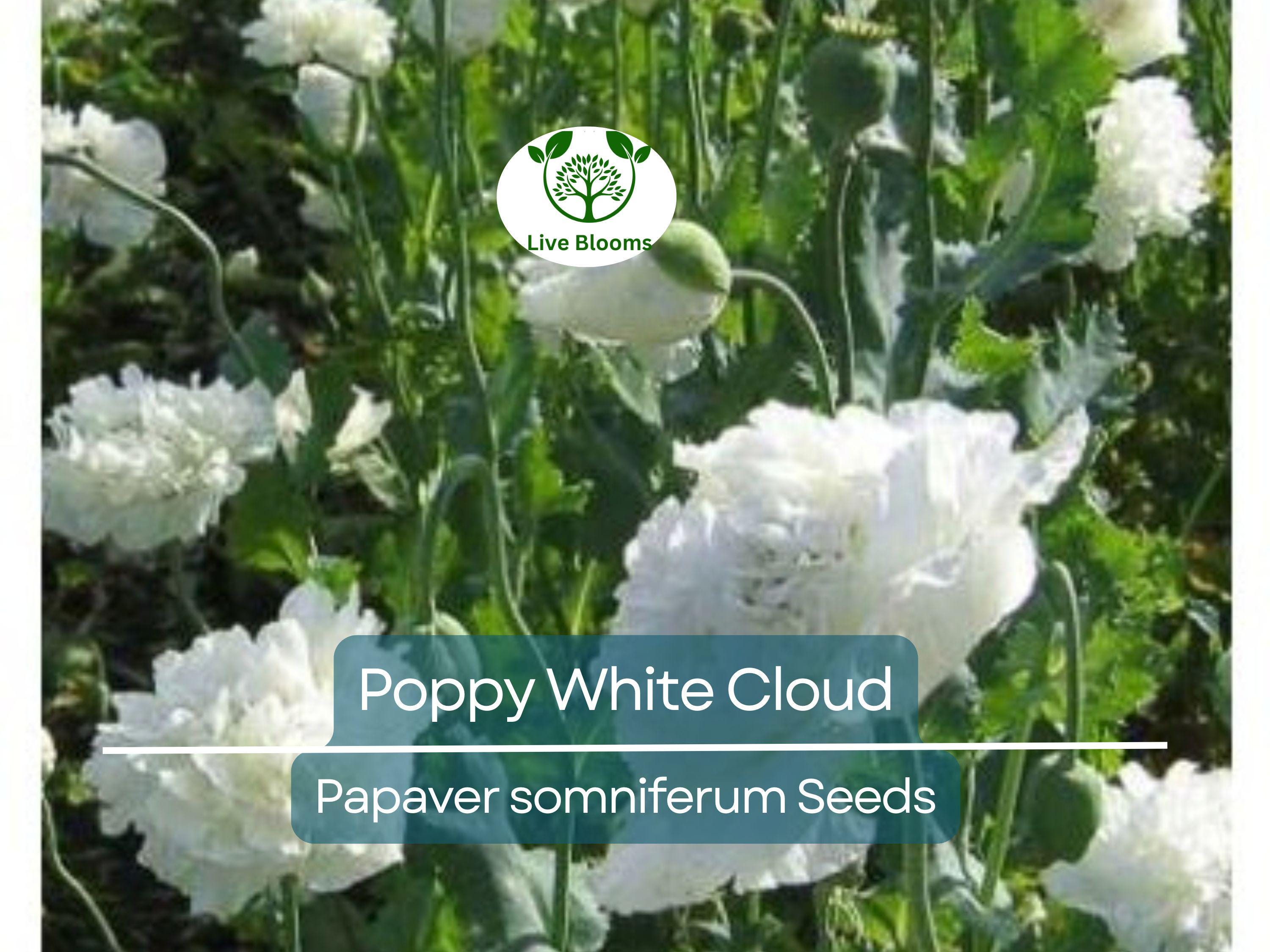 300 Seeds Poppy White Cloud, Peony Double Blooms, Breadseed Poppy, Huge White Blooms, Non-GMO, Papaver somniferum