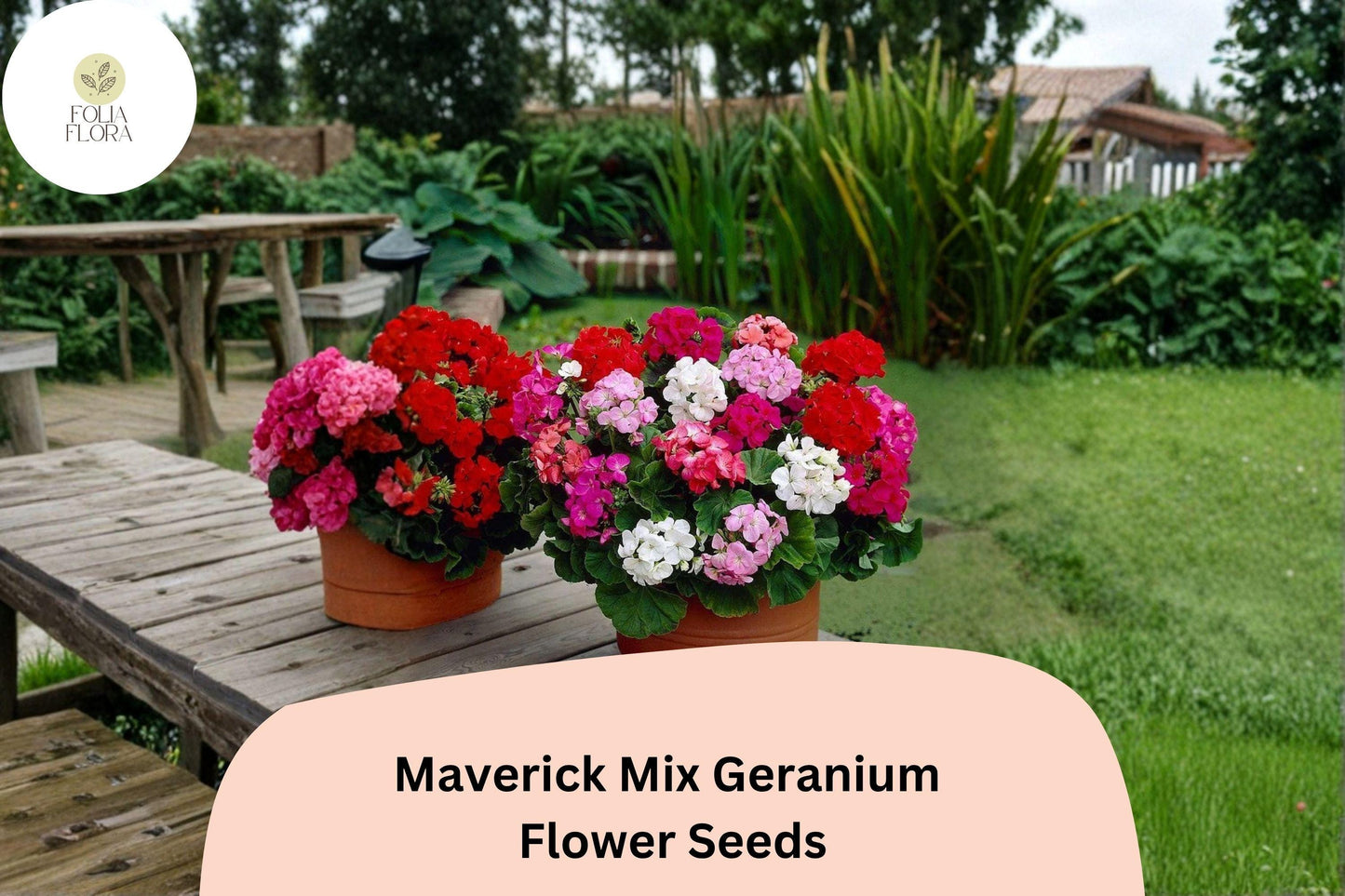 25+ Maverick Mix Geranium Seeds for Garden Planting – Pink, White, Red Flowers, Hardy Perennial