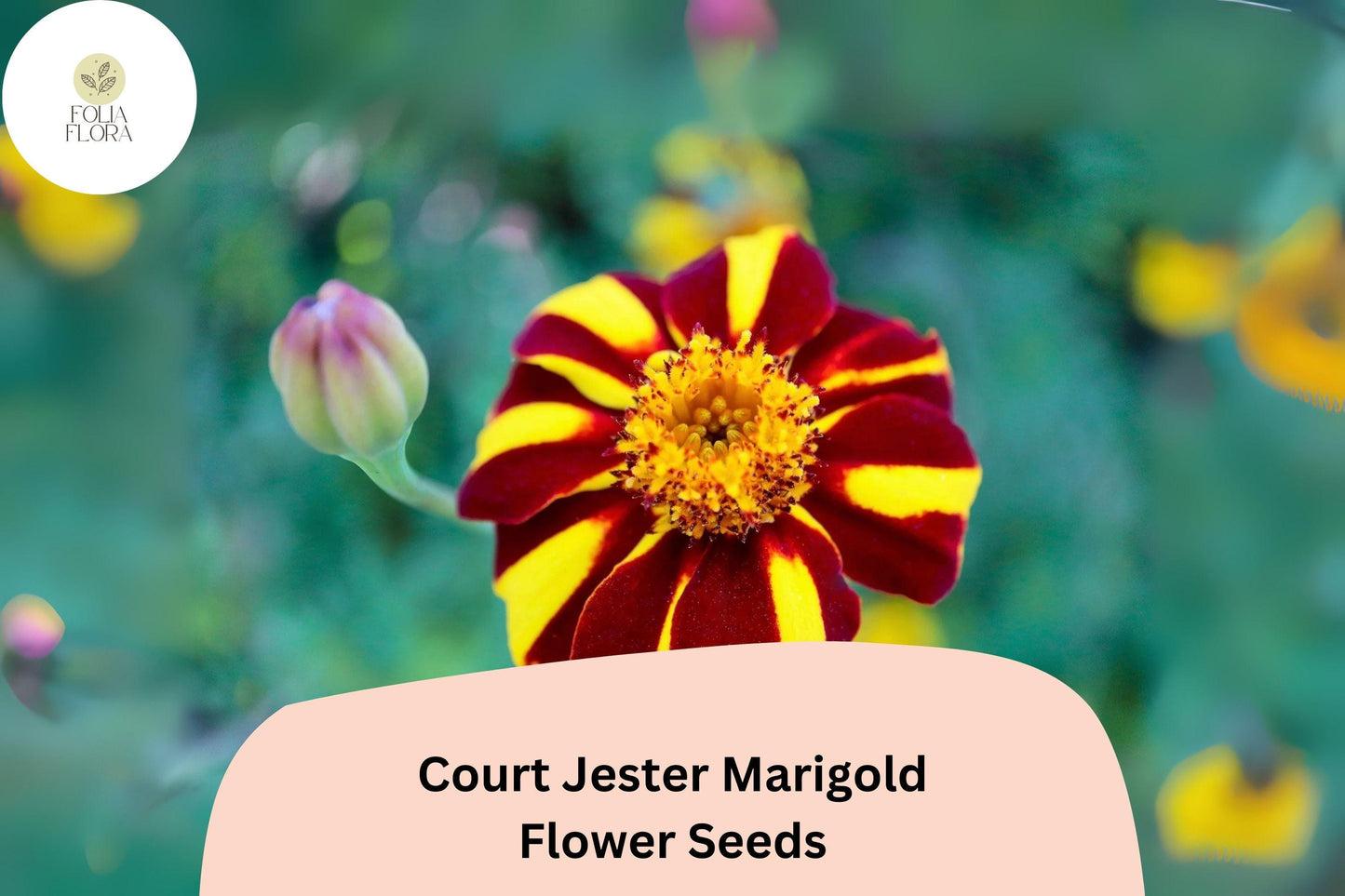 25+ Court Jester Marigold Seeds | Unique Striped French Marigold | Heirloom Flower Seeds for Garden Planting