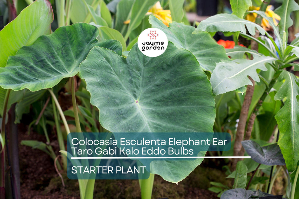 15 Colocasia Esculenta Bulbs - Elephant Ear Taro, Gabi, Kalo, Eddo - Ready to Grow, Tropical Plants