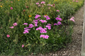 Annual Phlox – Phlox drummondii, Mixed Bright Blooms, Easy Garden (100 Seeds)