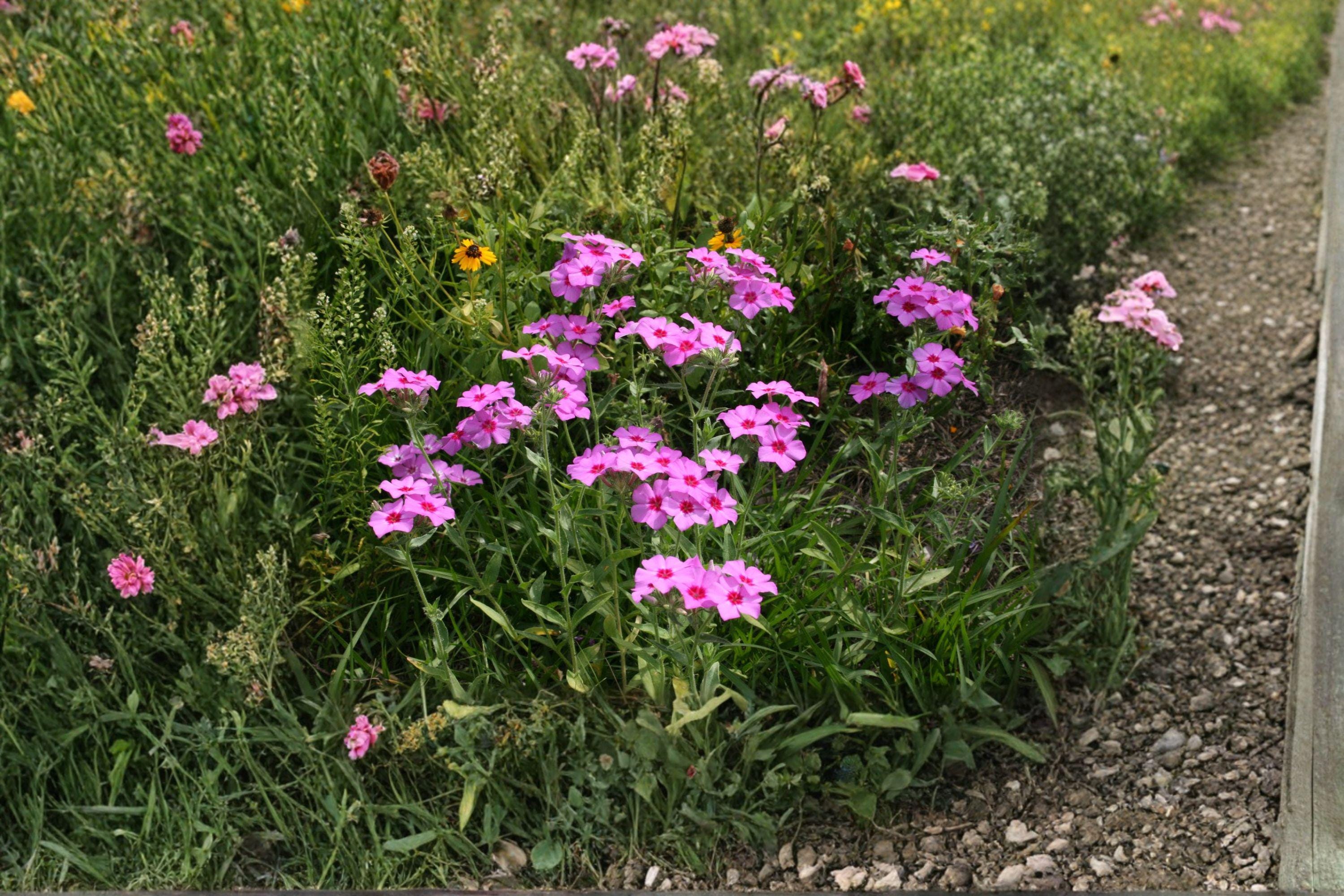 Annual Phlox – Phlox drummondii, Mixed Bright Blooms, Easy Garden (100 Seeds)