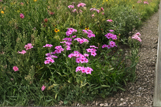 Annual Phlox – Phlox drummondii, Mixed Bright Blooms, Easy Garden (100 Seeds)