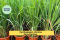 Lemongrass Live Plants – 3 Fully Rooted Stalks Ready to Grow, Cymbopogon Citratus, Tropical Herb for Garden or Pots, Easy to Grow