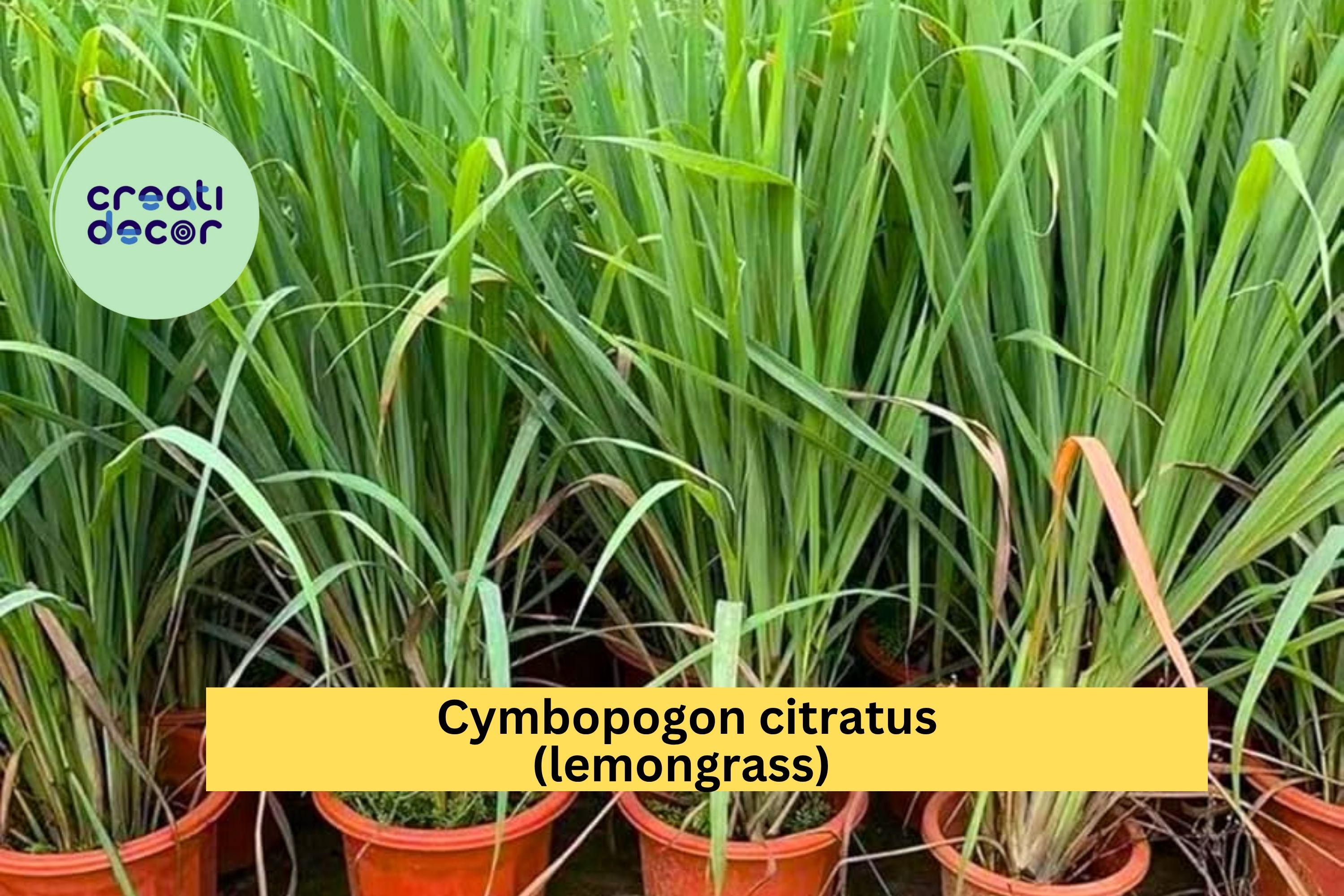 Lemongrass Live Plants – 3 Fully Rooted Stalks Ready to Grow, Cymbopogon Citratus, Tropical Herb for Garden or Pots, Easy to Grow
