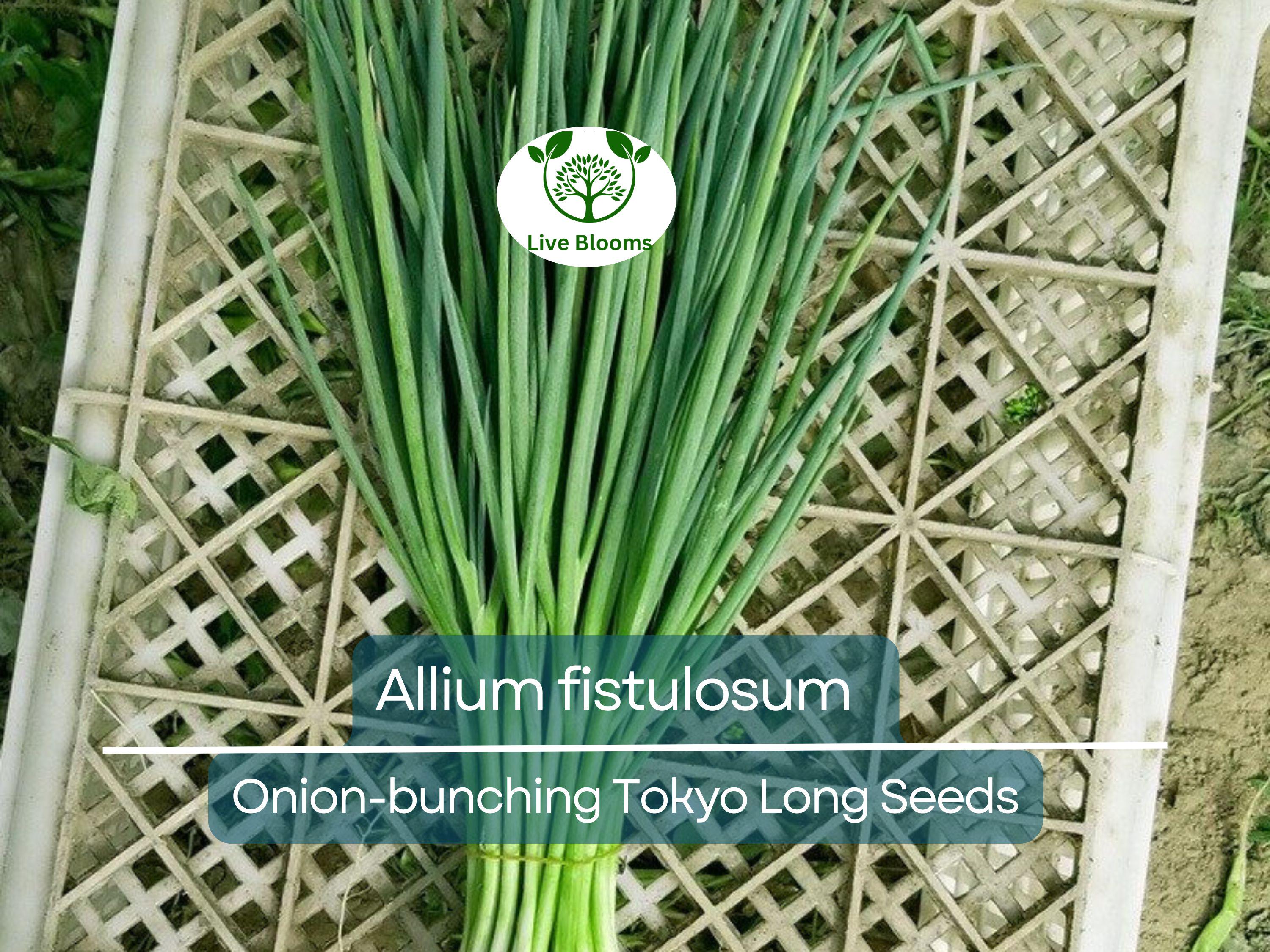 250 Seeds Onion Bunching Tokyo Long for Planting (Allium fistulosum) - Sweet, Mild Green Onions for Home Gardens, Ideal for Spring & Fall