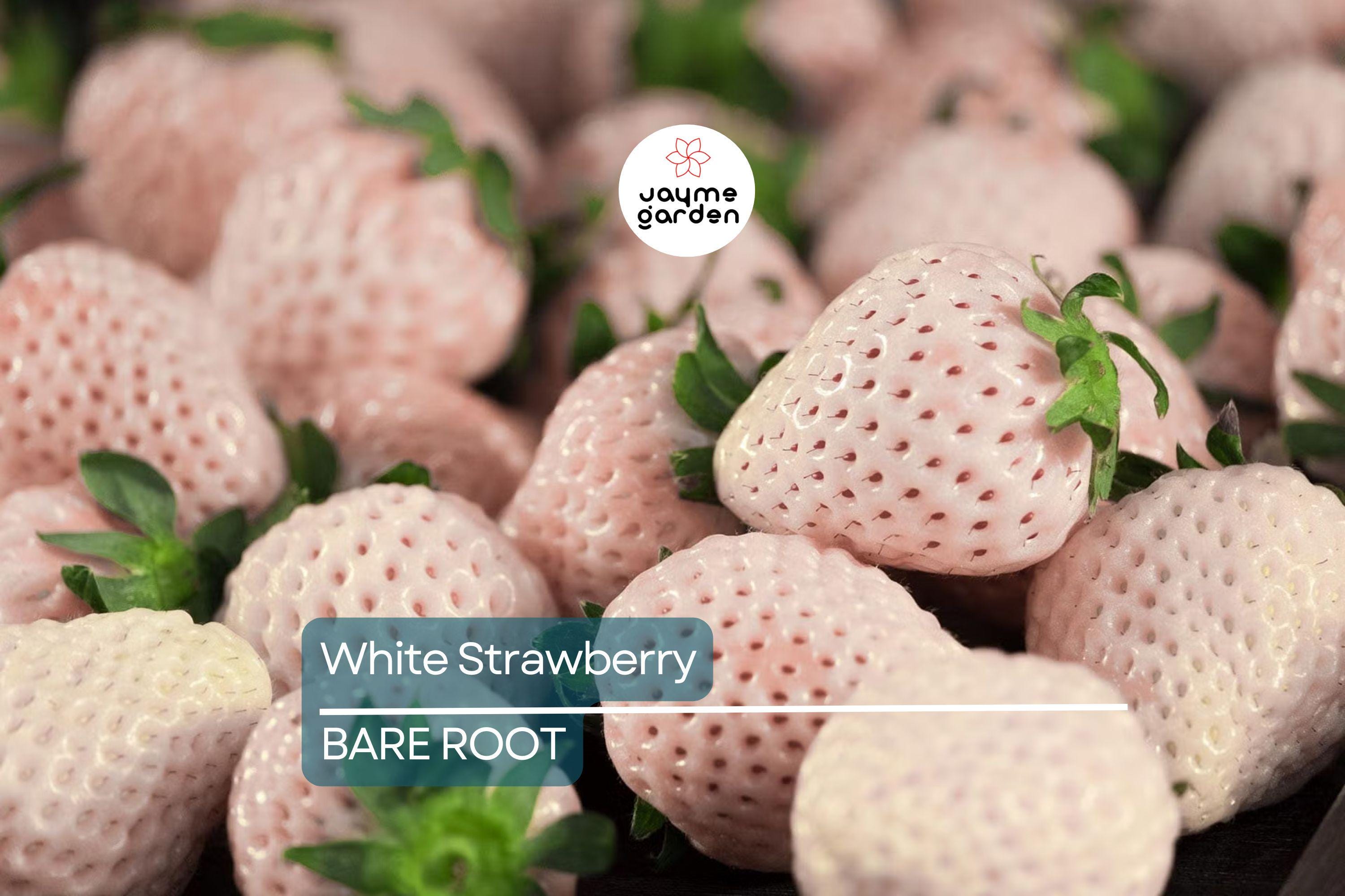 6 Bare Root Pineberry Plants, White Strawberries with Pineapple Taste, Organic, Everbearing, Spring to Fall Harvest