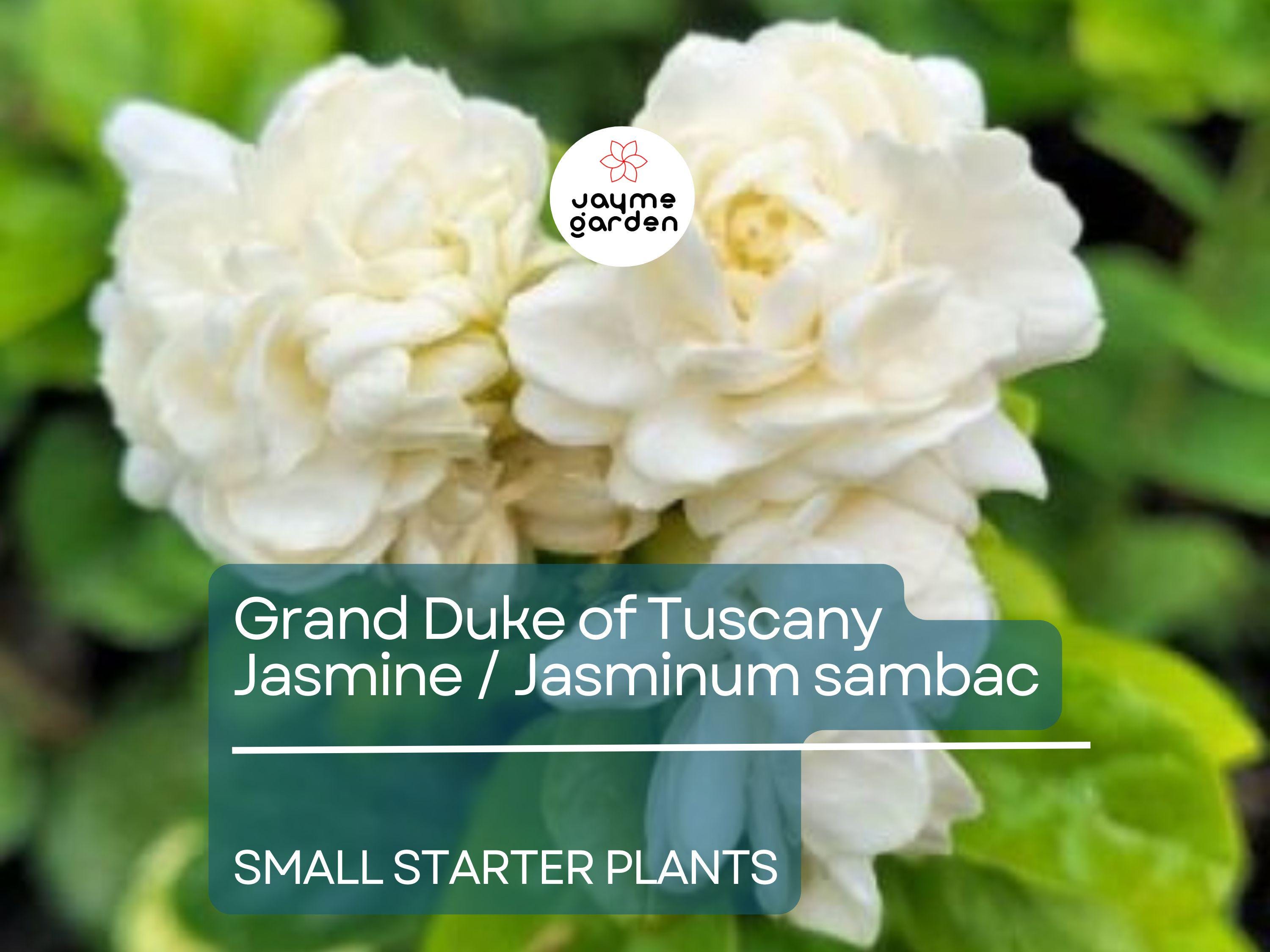 1 Starter Plant of Grand Duke of Tuscany Jasmine  - Live Bare Root, 2-5 Inches Tall - Super Fragrant Flowers for Indoor or Outdoor Gardens