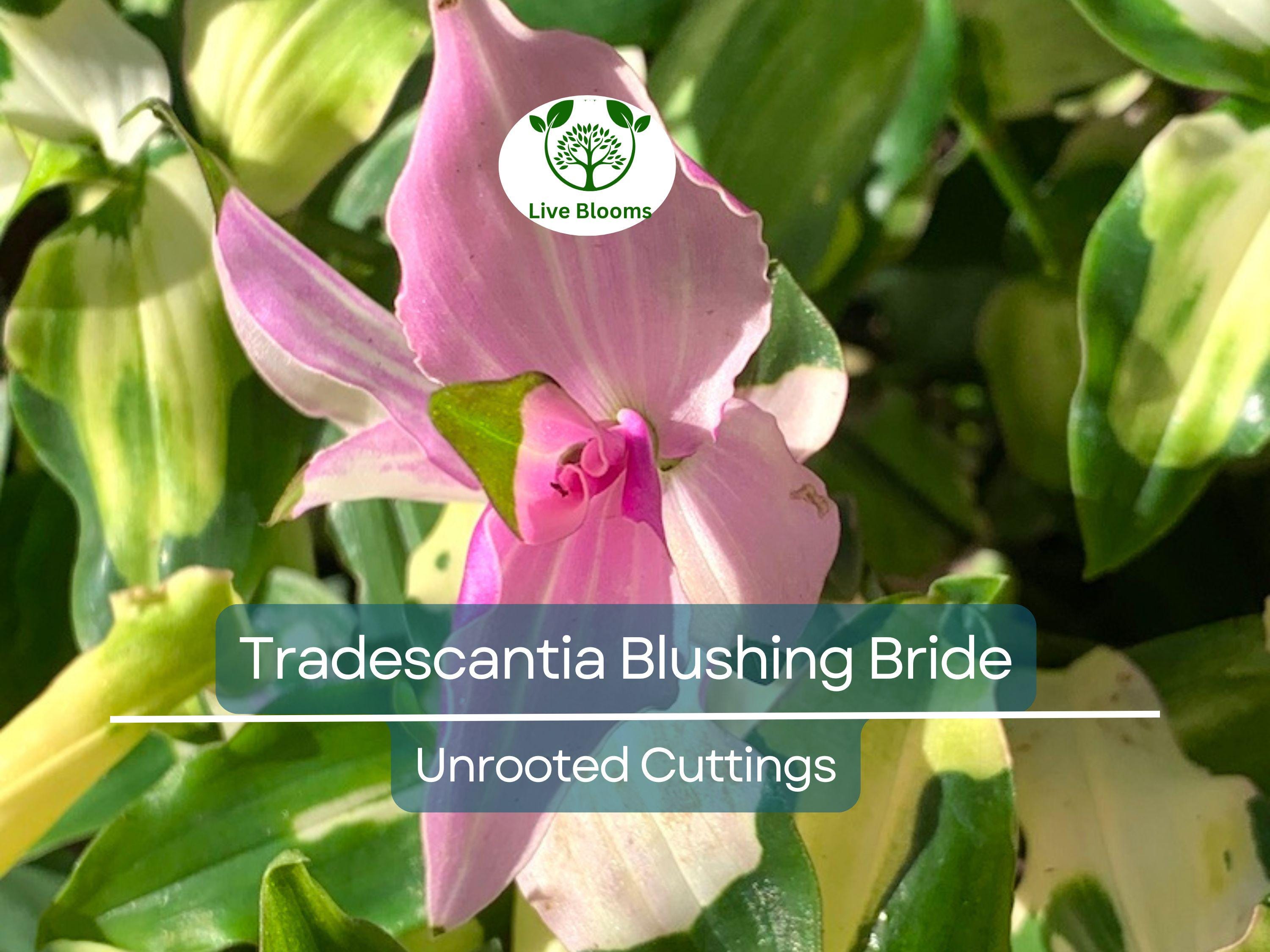 3 Unrooted Cuttings Variegated Tradescantia Blushing Bride Wandering Jew - Stunning Pink & White Leaves, Easy Propagation, Indoor Plant