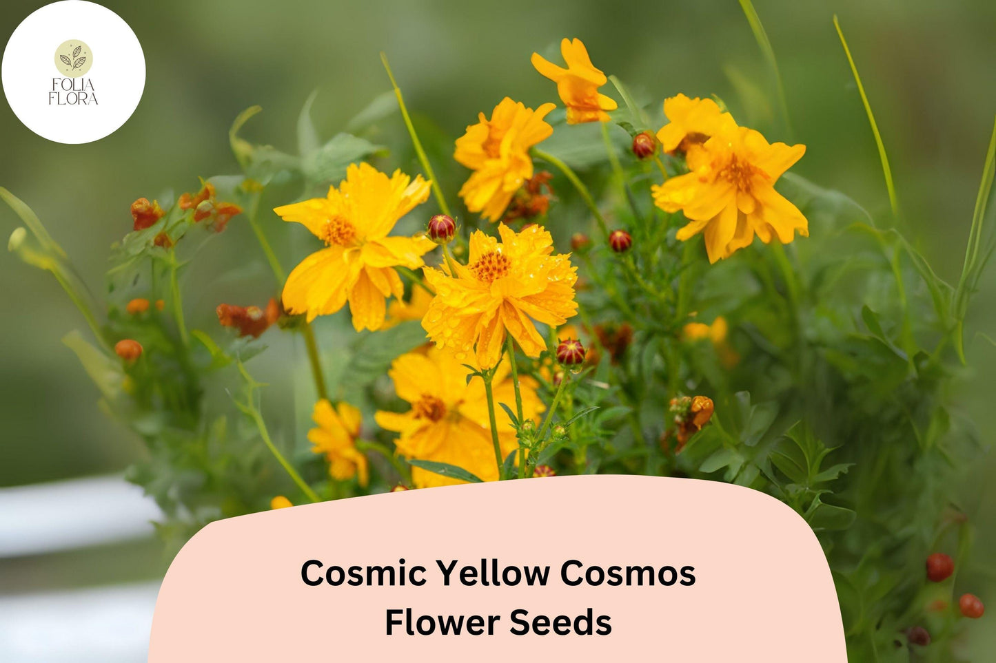 200+ Cosmic Yellow Cosmos Seeds | Cosmos Sulphureus Bright Yellow Annual Flower Seeds for Garden