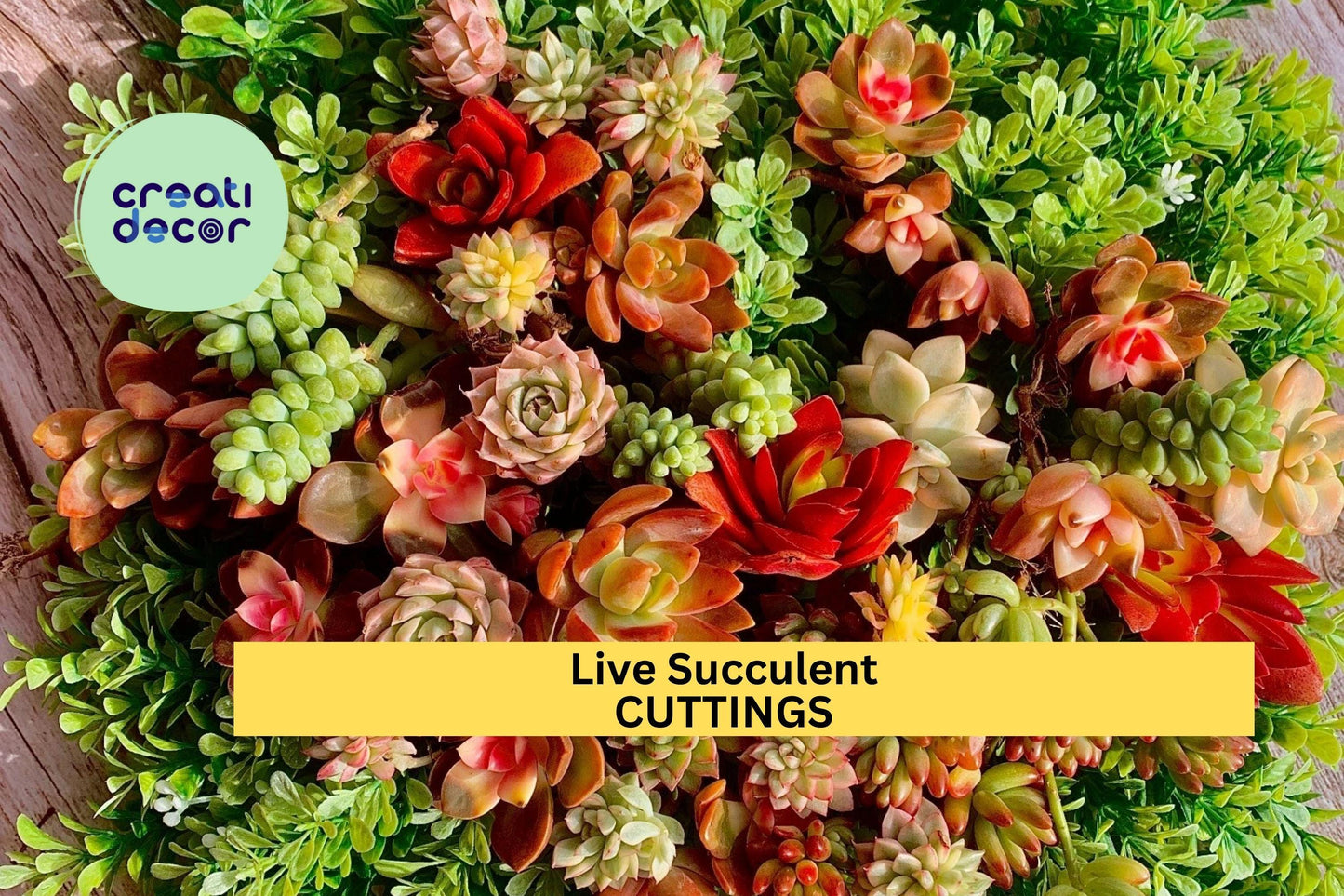 12pc Live Succulent Cuttings – Bare Root Plants for DIY Succulent Garden, Terrariums, Planters, Wedding Favors, Easy to Grow