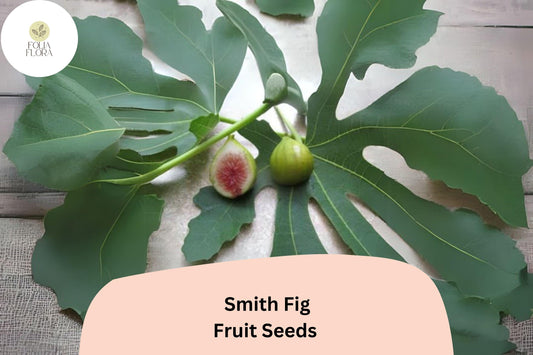 100+ Smith Fig Seeds – Grow Ficus carica Sweet & Juicy Heirloom Figs for Garden and Home