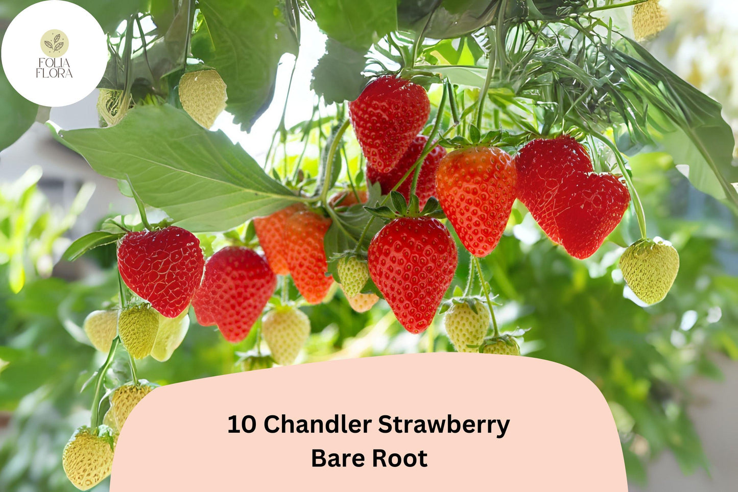 10 Chandler Strawberry Plants | Live Bare Root | June Bearing Fragaria × ananassa Fruit