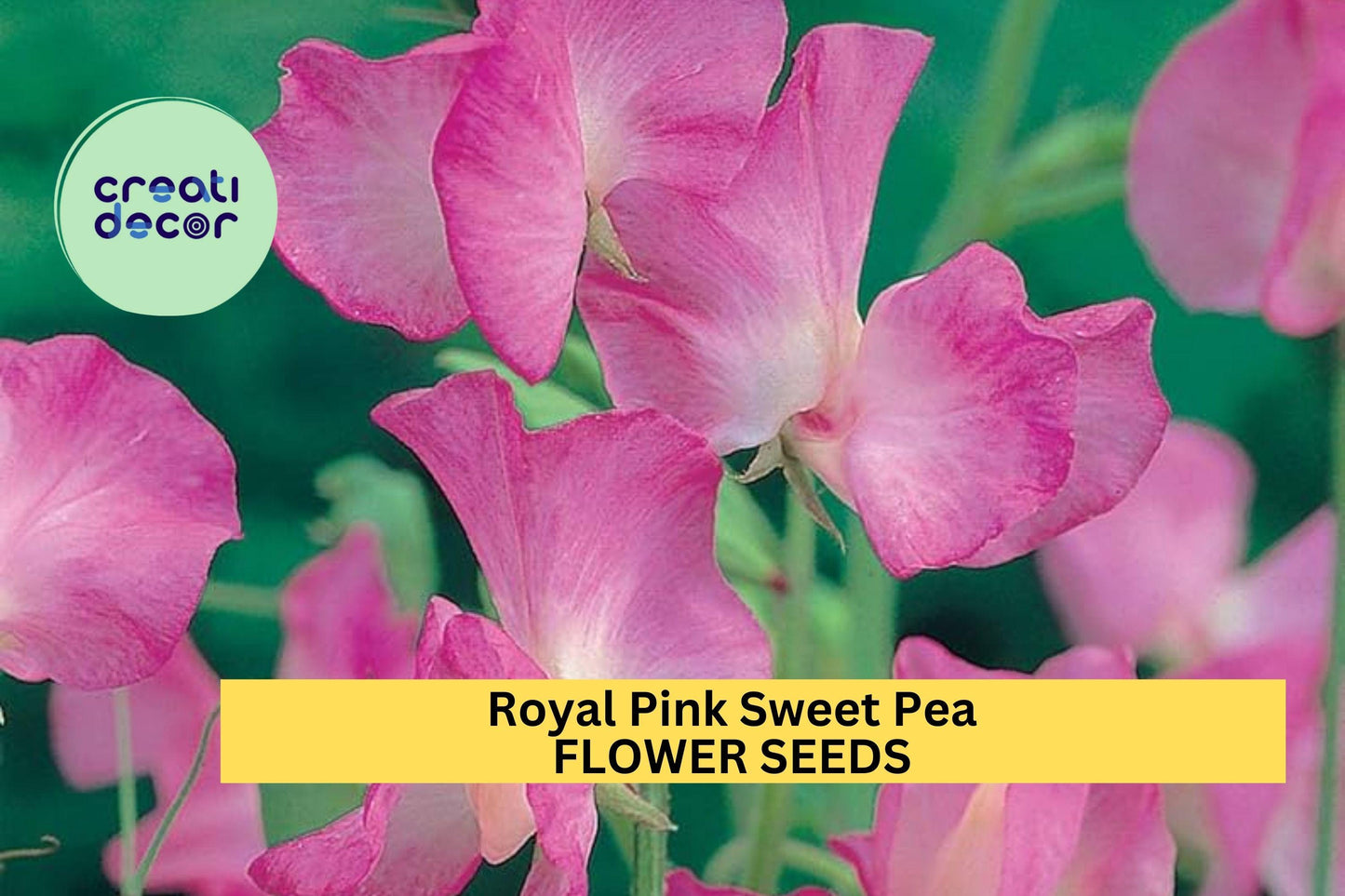 50+ Royal Pink Sweet Pea Seeds – Fragrant Bright Pink Blooms for Garden Planting, Climbing Vines for Trellises & Bouquets – USA