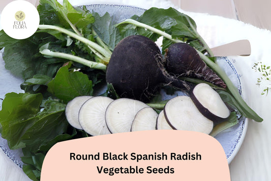 500+ Round Black Spanish Radish Seeds – Heirloom Winter Radish for Garden Planting