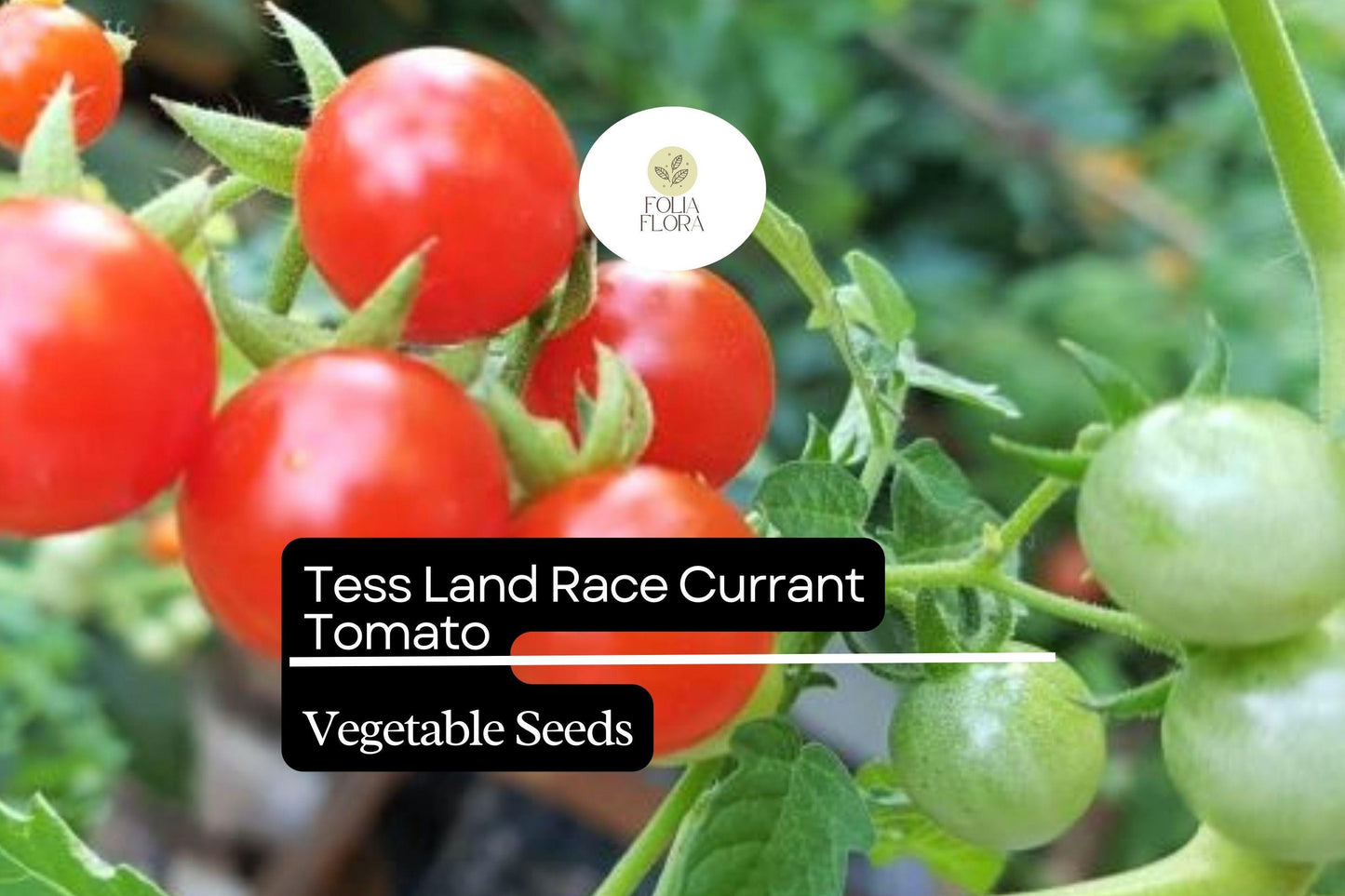 25 Seeds Tess' Land Race Currant Tomato | Tiny Cherry Tomatoes | Heirloom, High-Yield, Sweet Flavor, Perfect for Snacking & Salads