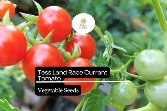 25 Seeds Tess' Land Race Currant Tomato | Tiny Cherry Tomatoes | Heirloom, High-Yield, Sweet Flavor, Perfect for Snacking & Salads