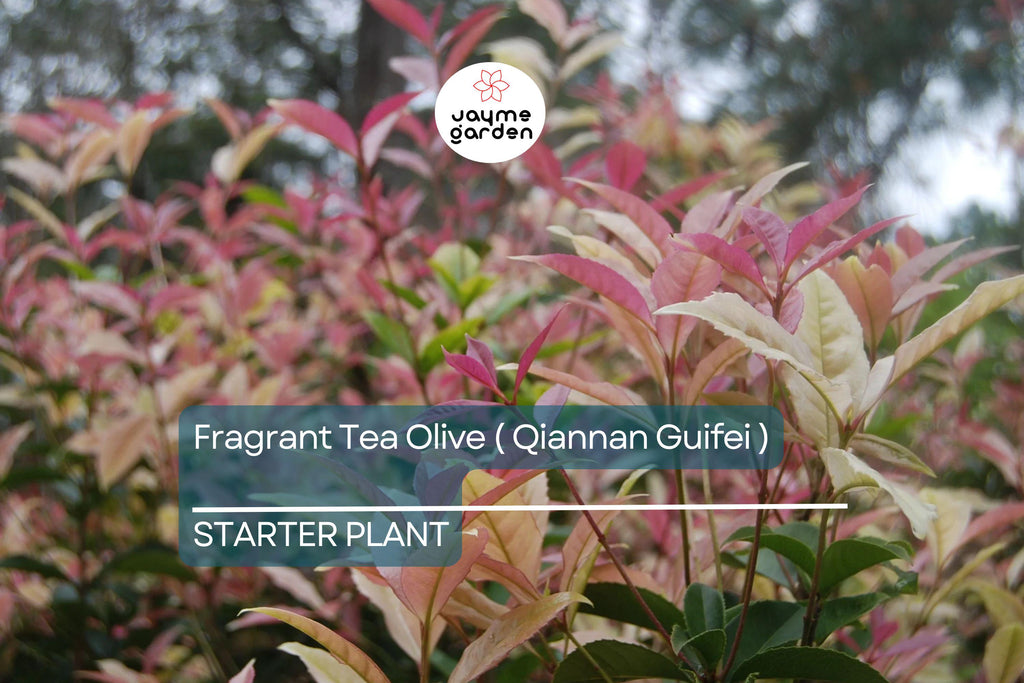 Noble Lady Fragrant Tea Olive | Qiannan Guifei Osmanthus Starter Plant | Stunning Pink & White Foliage | Rare Fragrant Shrub