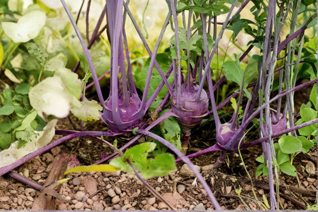 Kohlrabi – Purple Vienna 150 Seeds | Heirloom Kohlrabi | Tender Sweet Flesh | Fast-Growing Cool-Season Crop