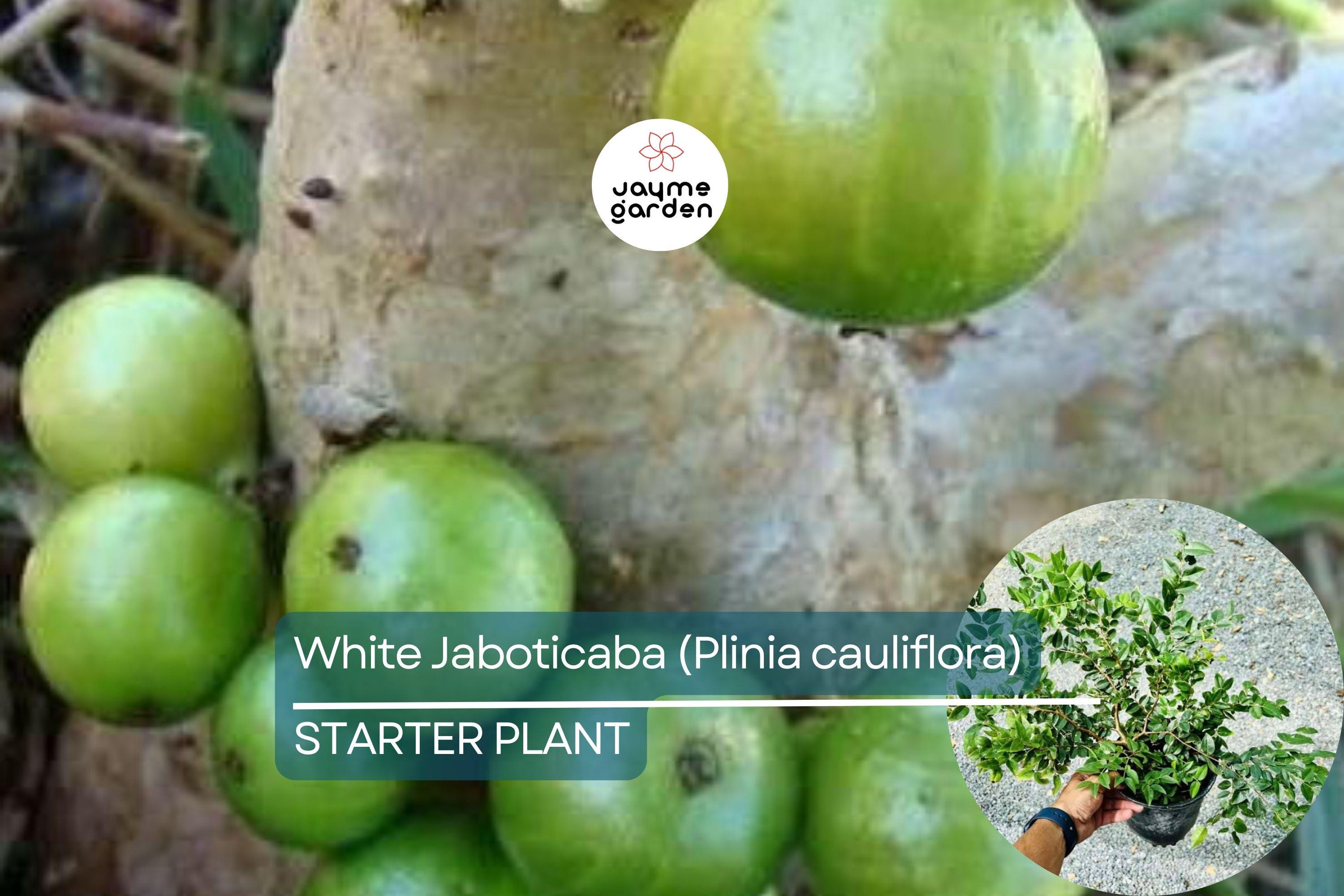 White Jaboticaba Starter Plant (Plinia cauliflora) Unique Tropical Fruit Tree Live Plant 8”-15” | Sweet & Exotic Garden Addition