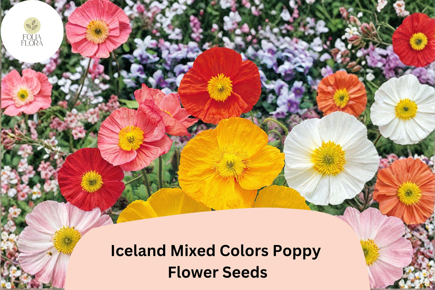 200+ Iceland Mixed Colors Poppy Seeds for Garden Planting – Bright Perennial Blooms, Easy to Grow Flowers