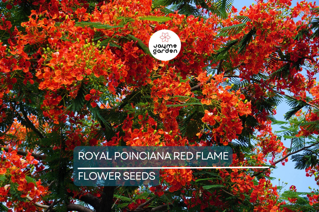 5 Royal Poinciana Seeds (Delonix Regia) – Red Flame Tree, Tropical Ornamental