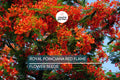 5 Royal Poinciana Seeds (Delonix Regia) – Red Flame Tree, Tropical Ornamental