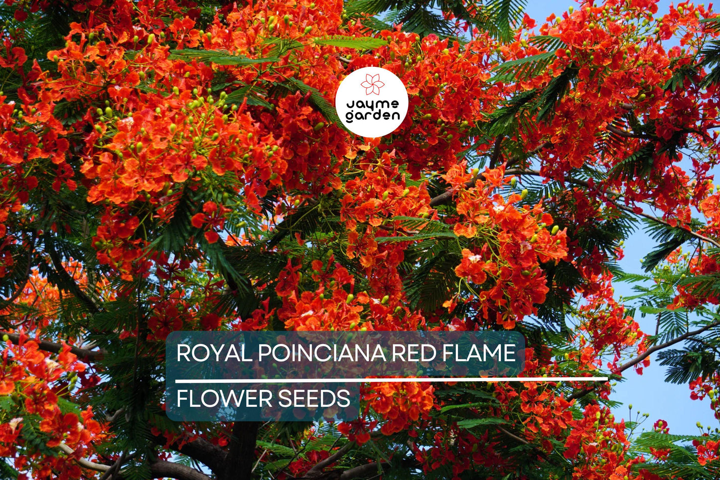 5 Royal Poinciana Seeds (Delonix Regia) – Red Flame Tree, Tropical Ornamental