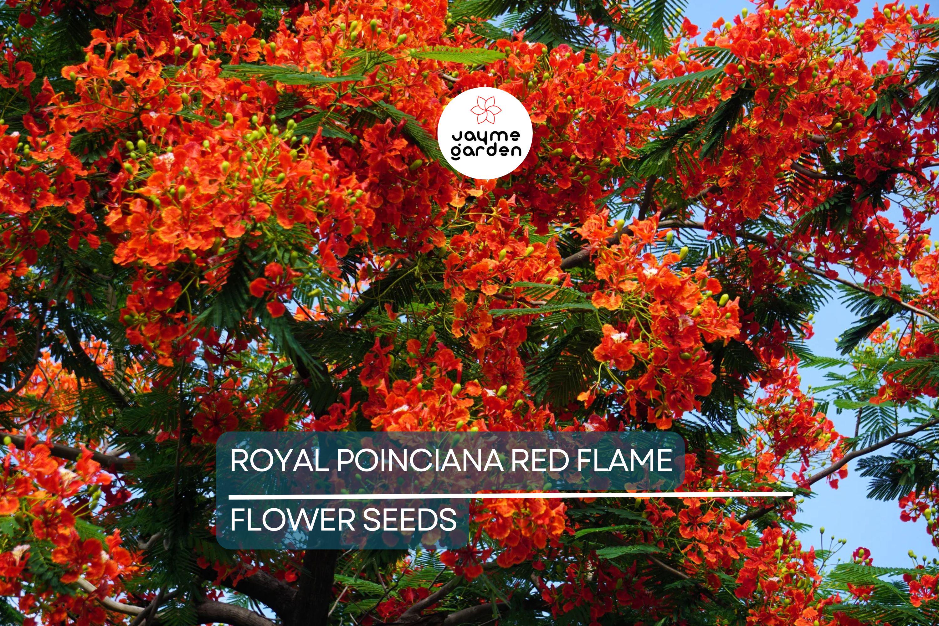 5 Royal Poinciana Seeds (Delonix Regia) – Red Flame Tree, Tropical Ornamental