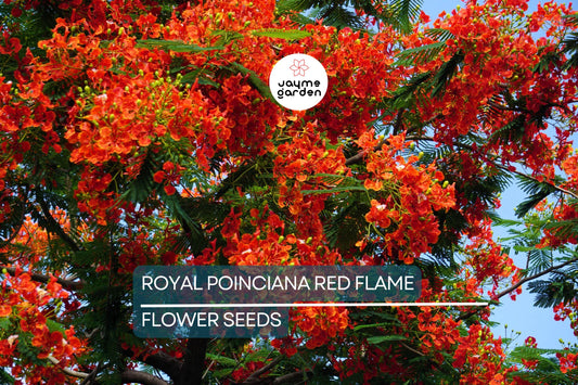 5 Royal Poinciana Seeds (Delonix Regia) – Red Flame Tree, Tropical Ornamental