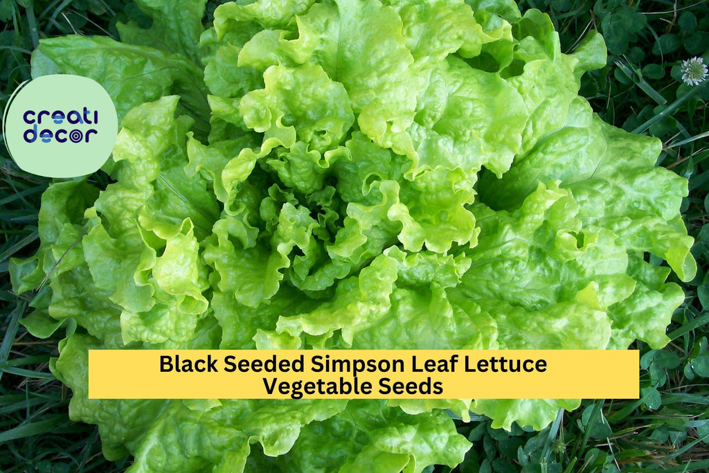 3pcs of 1g Black Seeded Simpson Lettuce Seeds – Fast-Growing Leaf Lettuce for Planting in Gardens or Containers Seeds for Planting