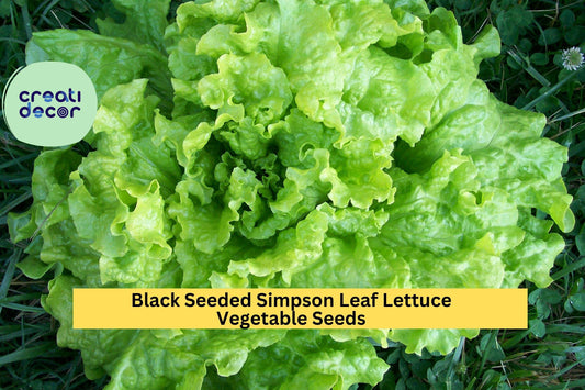 3pcs of 1g Black Seeded Simpson Lettuce Seeds – Fast-Growing Leaf Lettuce for Planting in Gardens or Containers Seeds for Planting